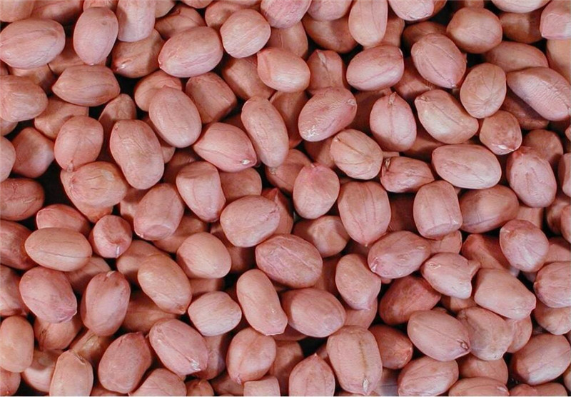 round shape peanut kernel